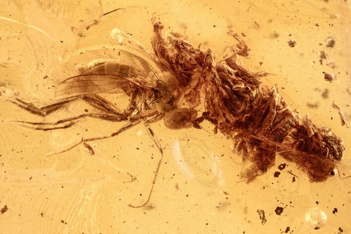 Detailed Fossil Long-Legged Fly and Plant Debris in Baltic Amber #284565